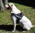 Nylon Body Harness for Dog (Multicolor, M)